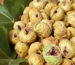 figs